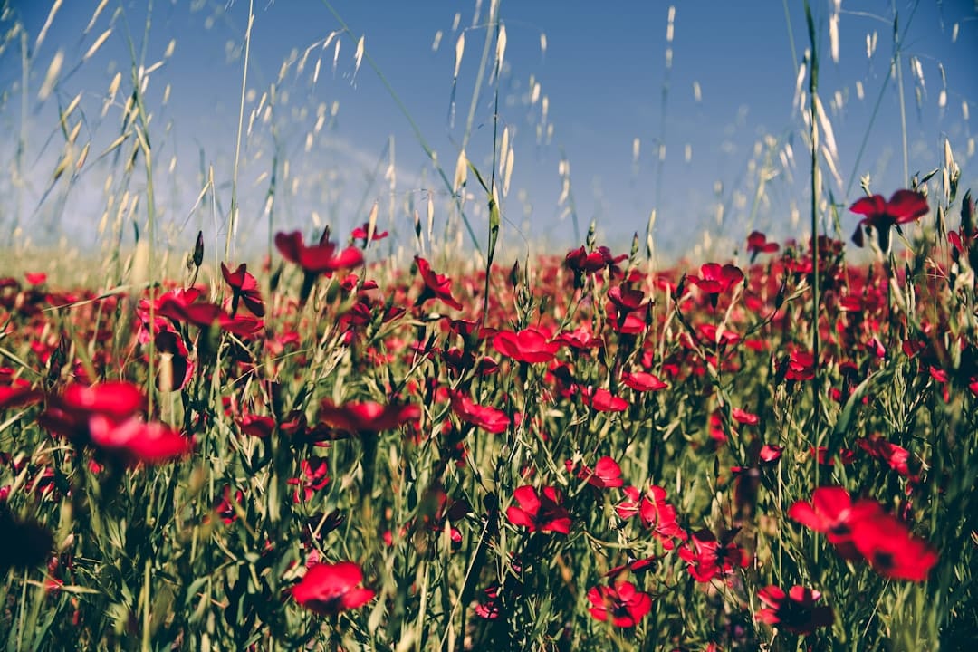 Photo Hosting Harmony