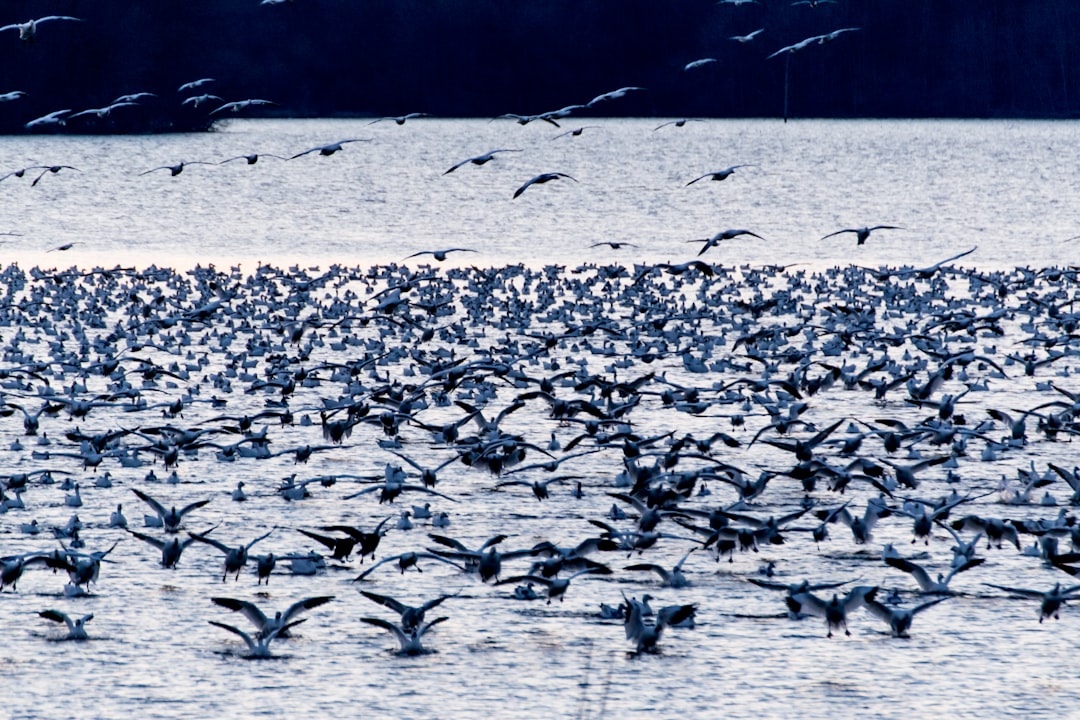 Photo Server migration