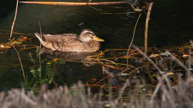 Photo Domain registrar