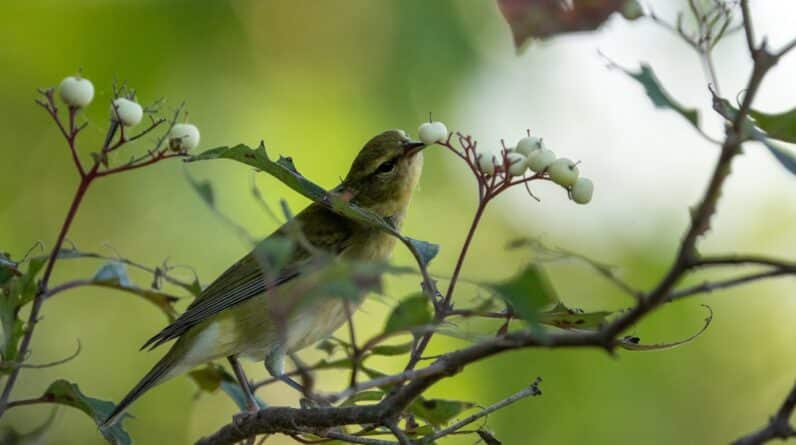 Photo Server migration