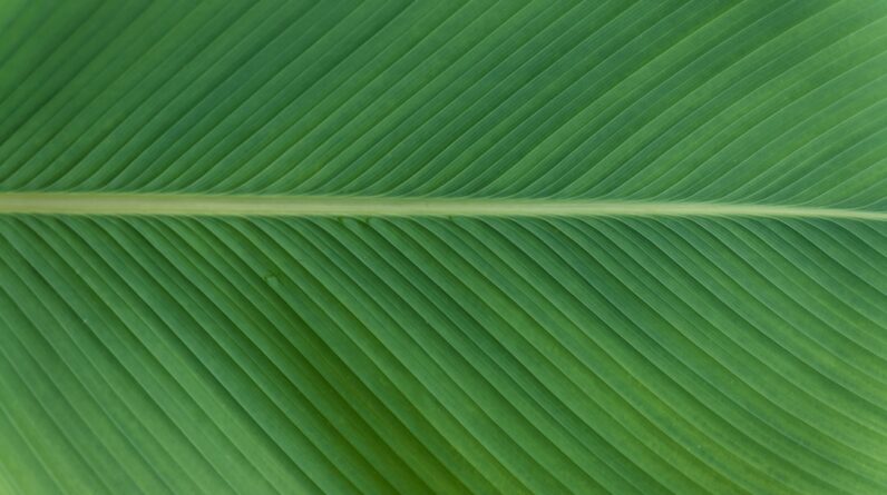 Photo Green Hosting Options