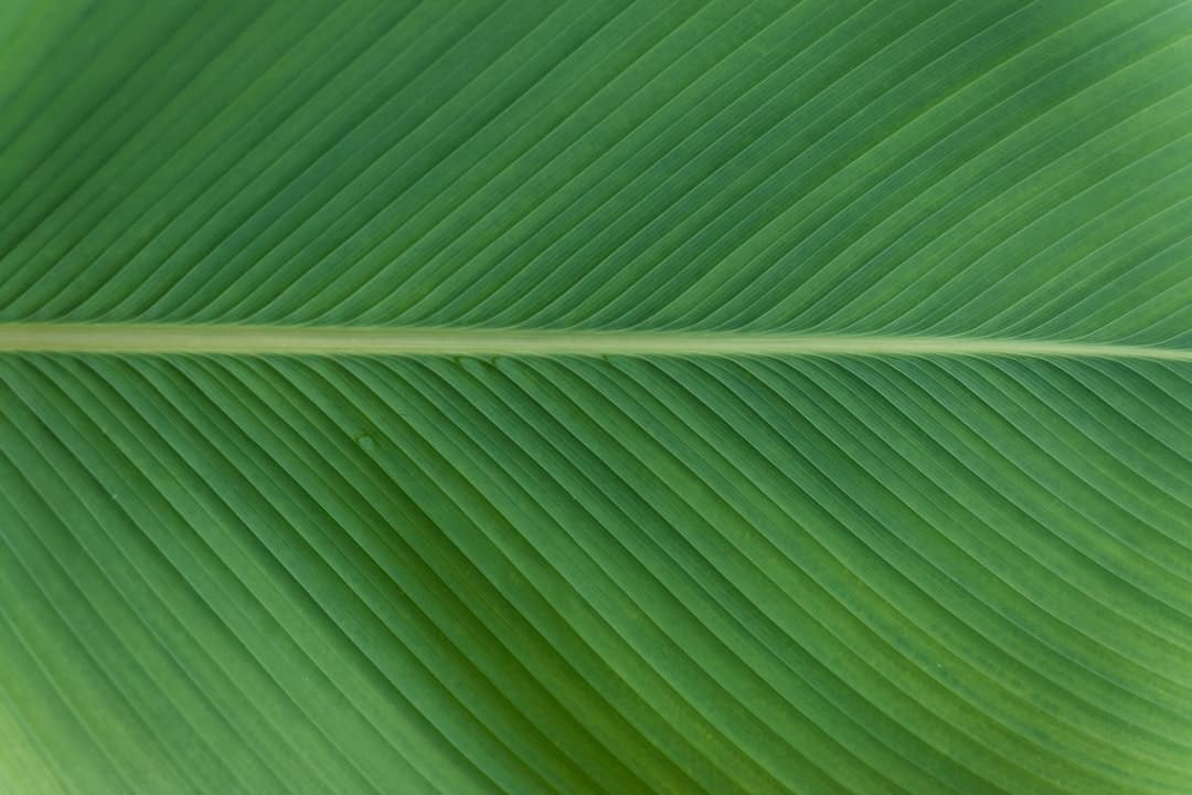 Photo Green Hosting Options