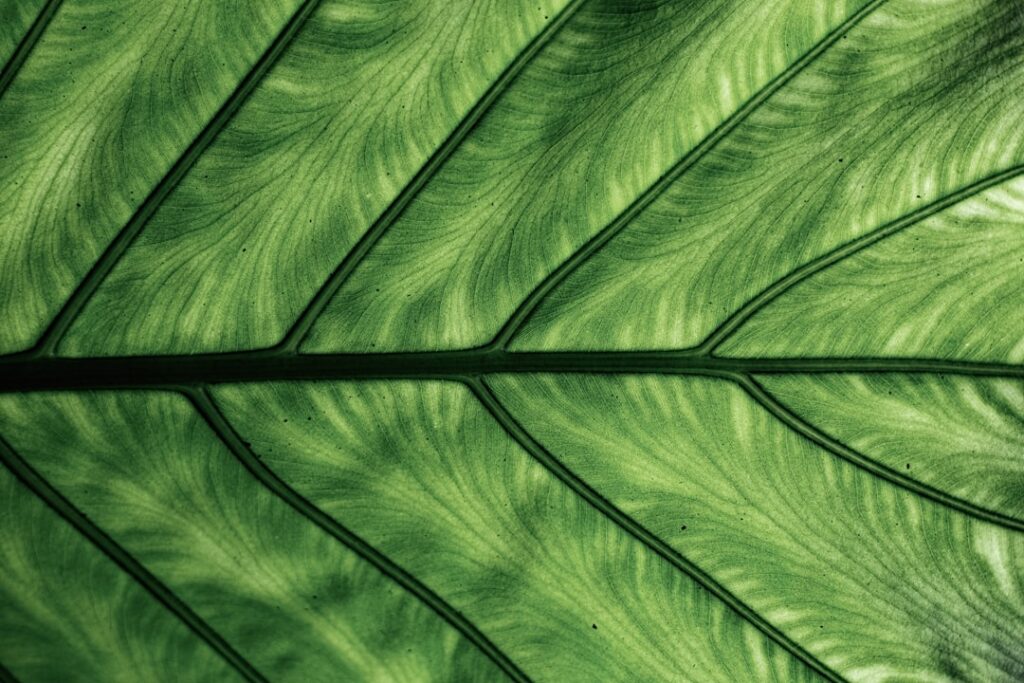 What Are the Environmental Benefits and Trade-offs of Choosing Green Hosting Solutions for Websites? 1 Photo Green Hosting Solutions