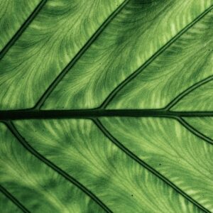 Photo Green Hosting Solutions